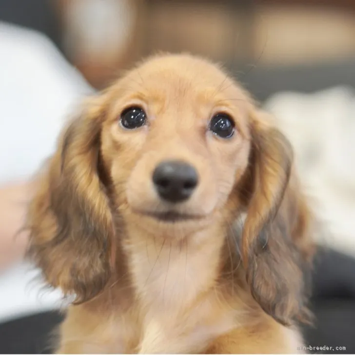 カニンヘンダックスフンド（ロング） レッド 女の子 子犬ID 2606-07483