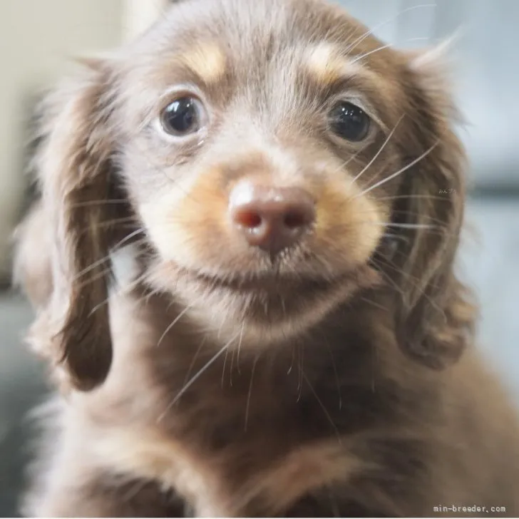 カニンヘンダックスフンド（ロング） チョコタン 男の子 子犬ID 2608-03773