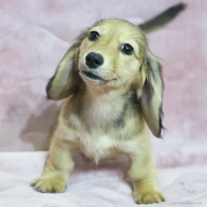 カニンヘンダックスフンド（ロング） シェイデッドイエロー 女の子 子犬ID 2606-07477