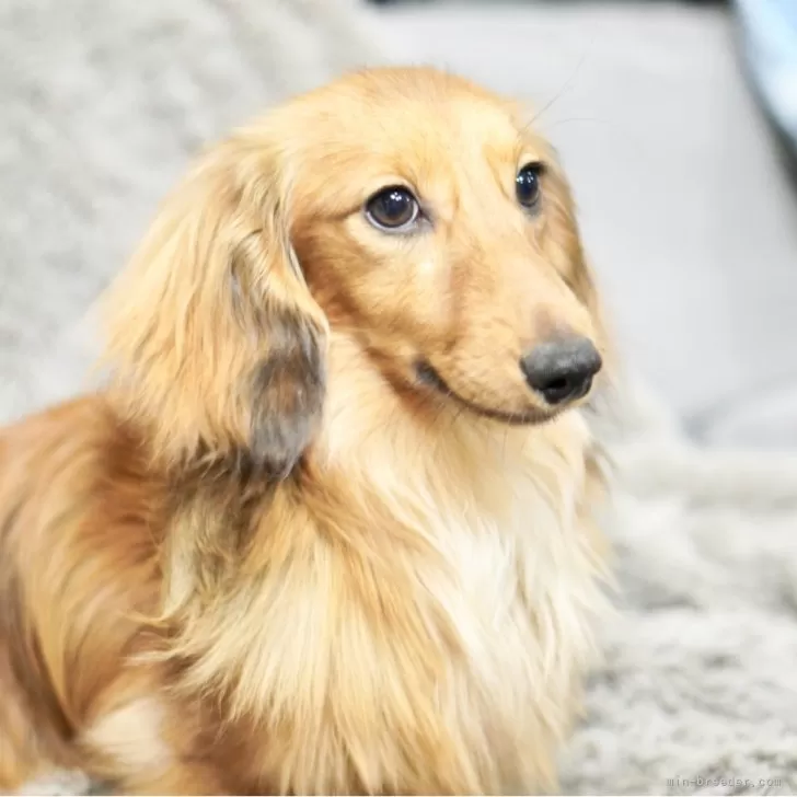 カニンヘンダックスフンド（ロング） シェイデッドイエロー 男の子 子犬ID 2510-03212