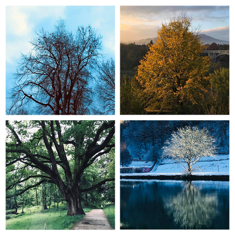 Mighty trees of Bern