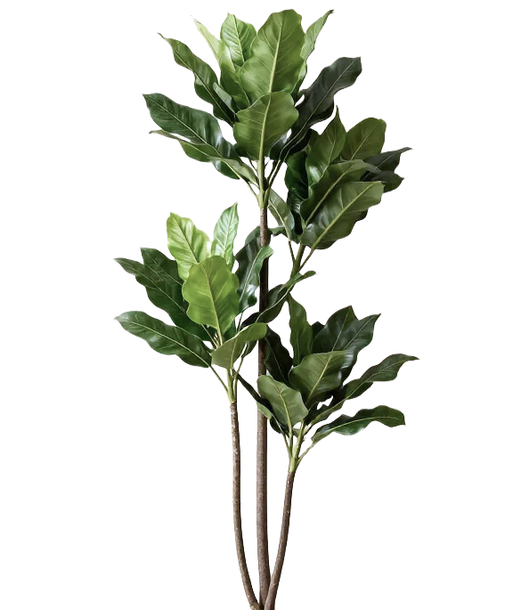 ficus2.png