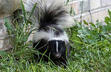 Young striped skunk (Mephitis mephitis)