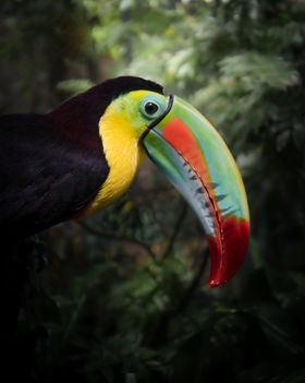 Keel-billed Toucan. Costa Rica