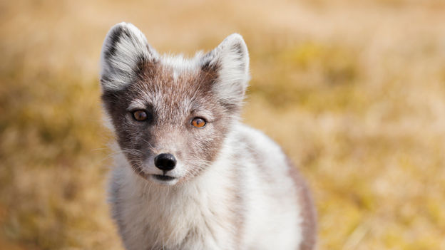 Arctic Fox
