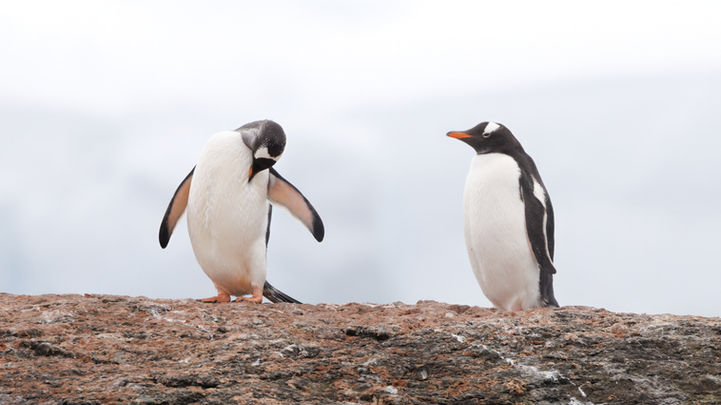 Antarctica