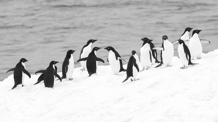 Photography. ANtartica. Adelie