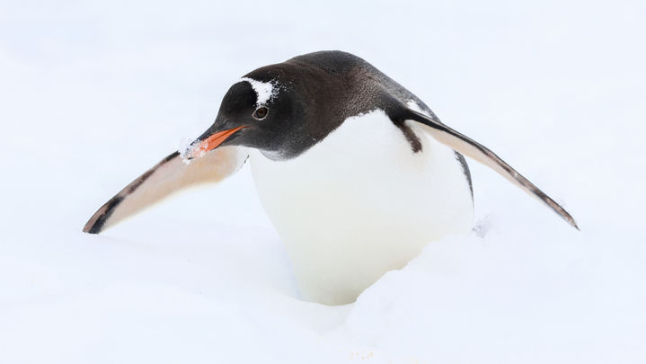 Antarctica