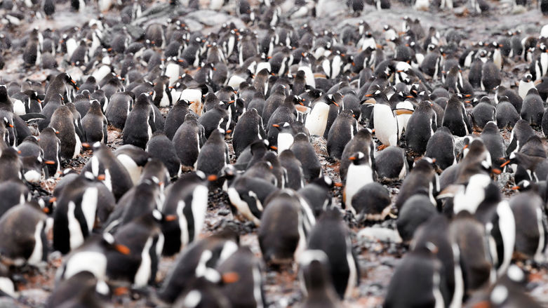 Antarctica