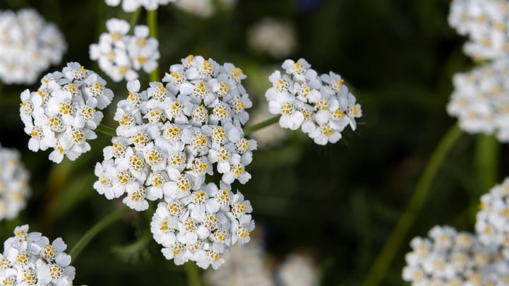 Common Yarrow