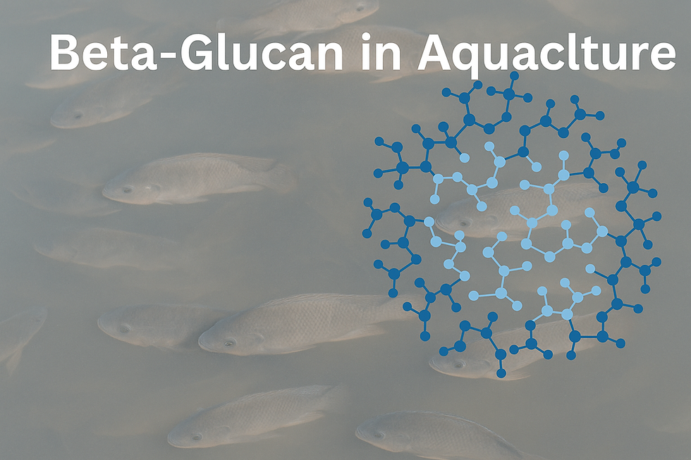 Beta-Glucan in Aquaculture: Strengthening Immunity Naturally