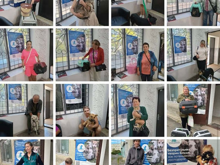 Провели 407 стерилізацій за тиждень з 22 по 28 вересня