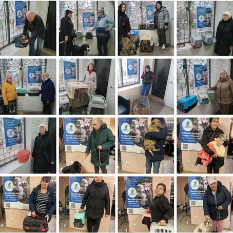 Провели 408 стерилізацій за тиждень з 22 по 28 грудня