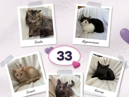 33 котики стали домашніми за березень