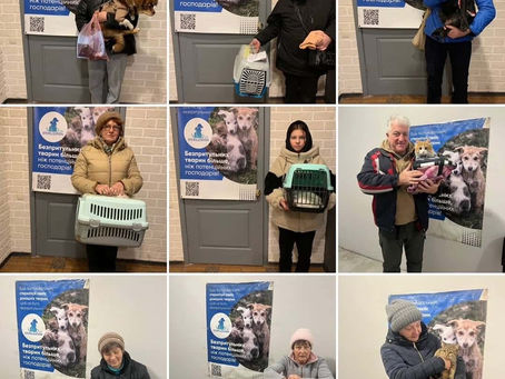 Провели 244 стерилізації за тиждень з 23 по 29 грудня