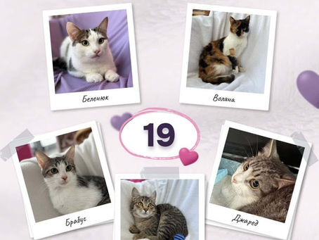 19 котиків стали домашніми за лютий