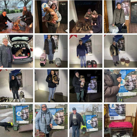 Провели 516 стерилізацій за тиждень з 24 по 30 листопада