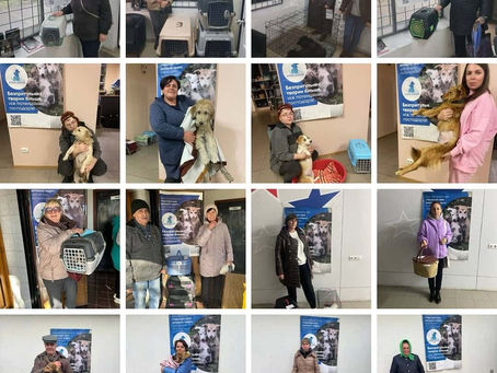 Провели 446 стерилізацій за тиждень з 10 по 16 листопада