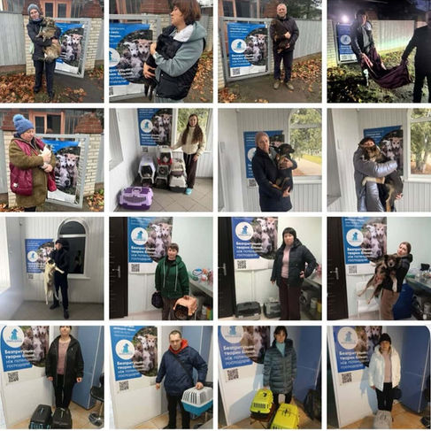 Провели 462 стерилізації за тиждень з 8 по 14 грудня