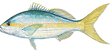 yellowtail_edited_edited.png