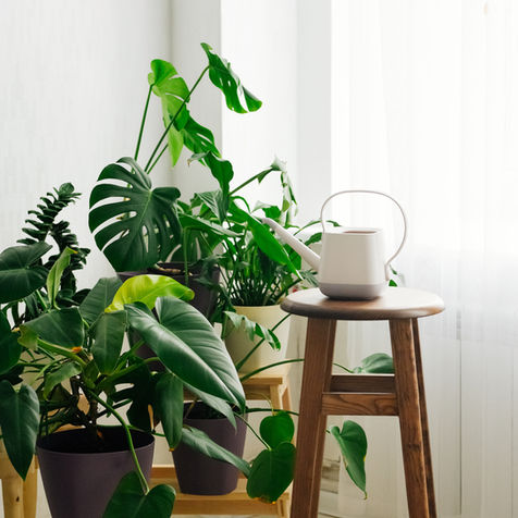 green plants