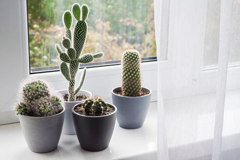 green plants