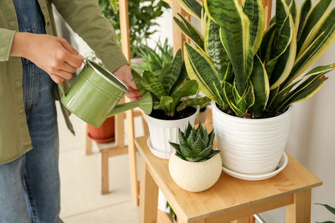 green plants