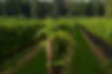 Vineyard rows