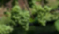 Grapes on vines