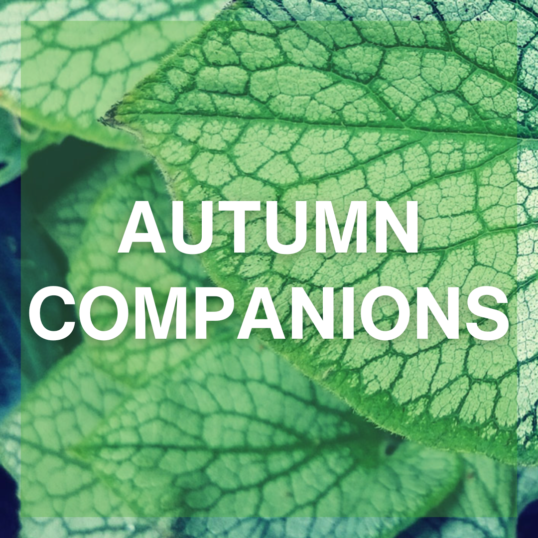 Autumn Companions