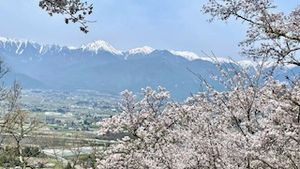 光城山 桜と雄大な山並み