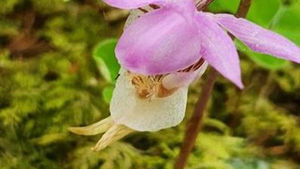 花の鑑賞 横岳へ