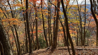 奥武蔵 ウノタワ紅葉ハイク