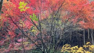 三頭山 天気と紅葉に恵まれる