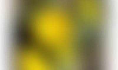 満開の福寿草