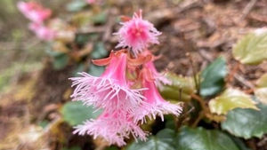 坪山・イワカガミの花の道