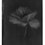 Thumbnail: Soft bloom 3 Black | Print