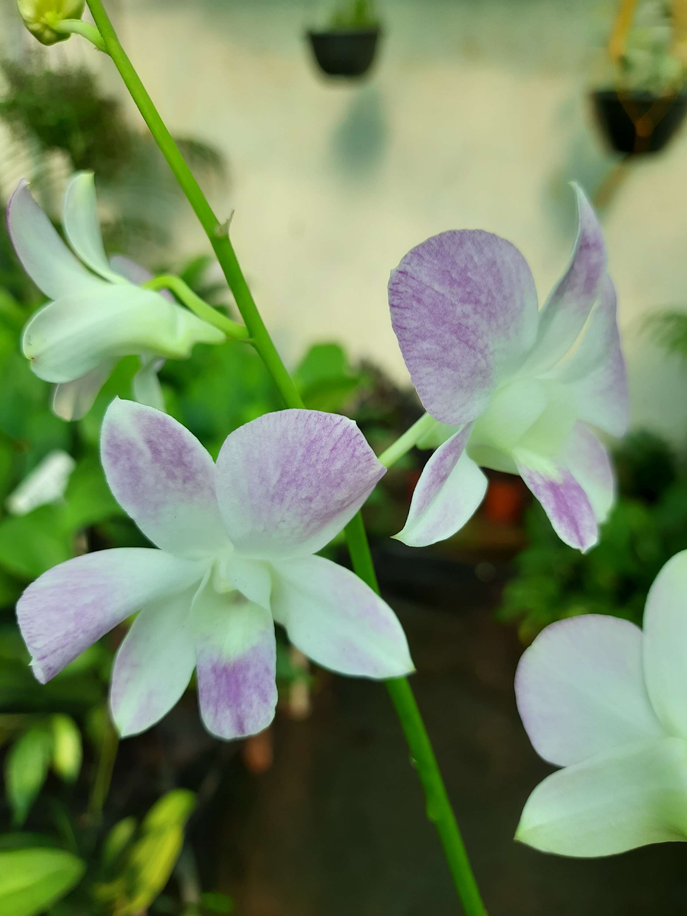 Dendrobium White Pink
