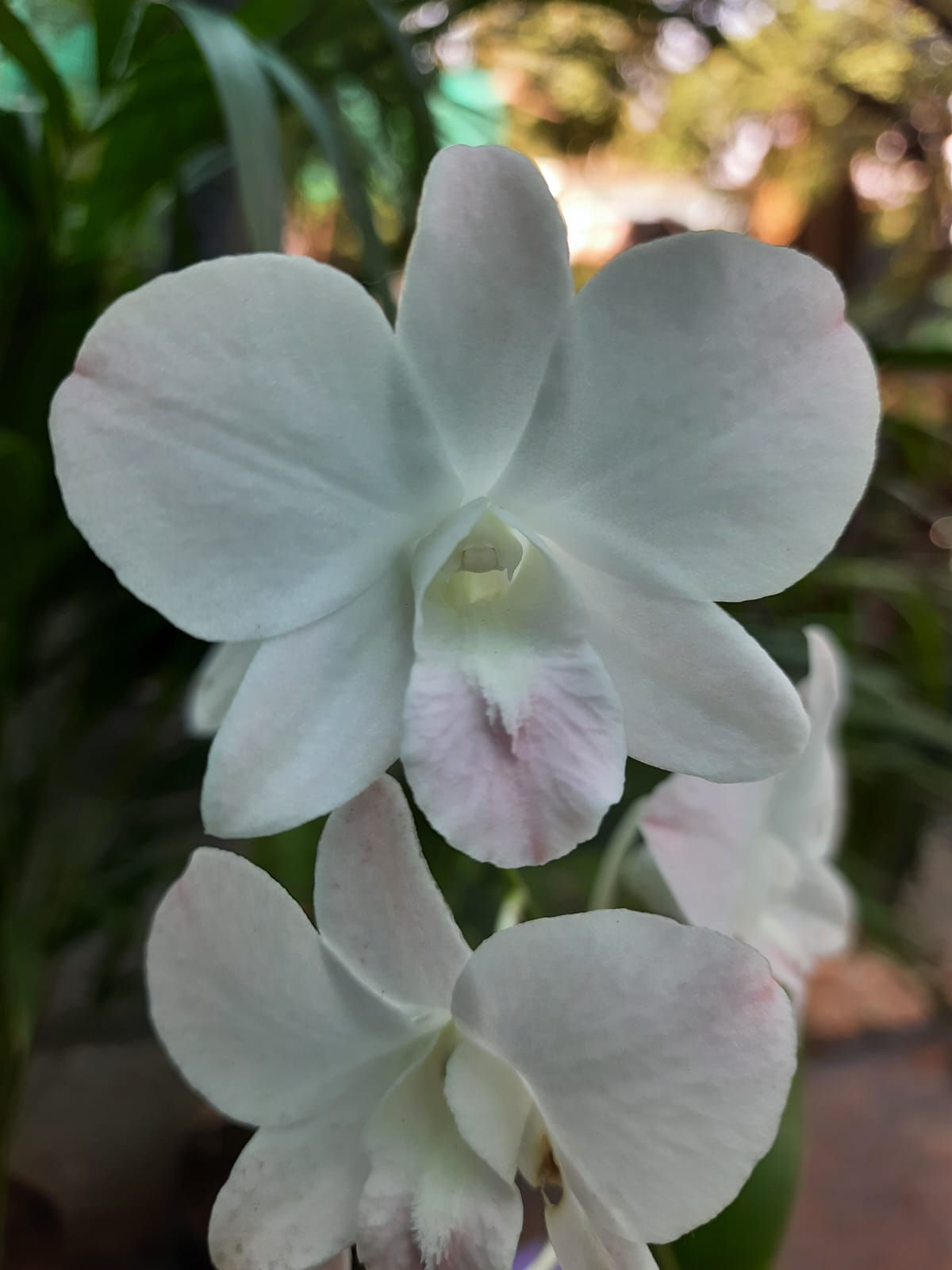 Dendrobium - Peach