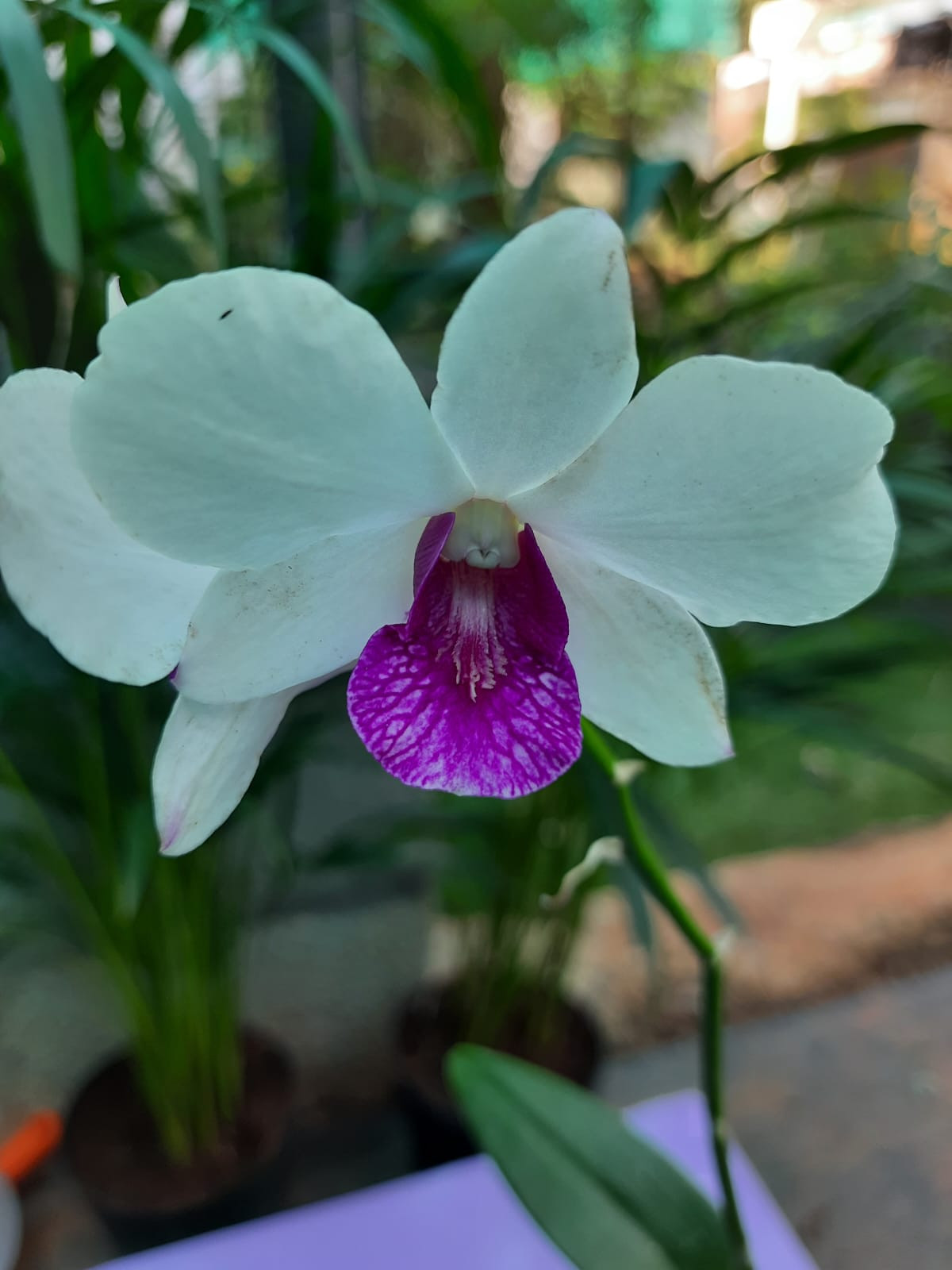 Dendrobium - Woonleng