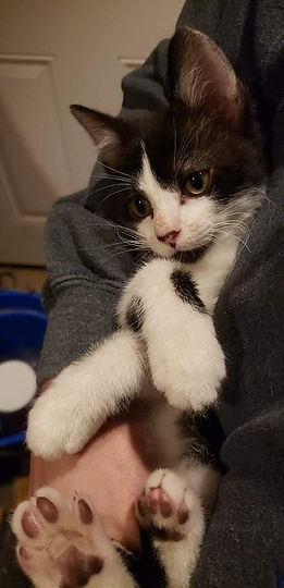 1-3-22_adoptaPet.jpeg