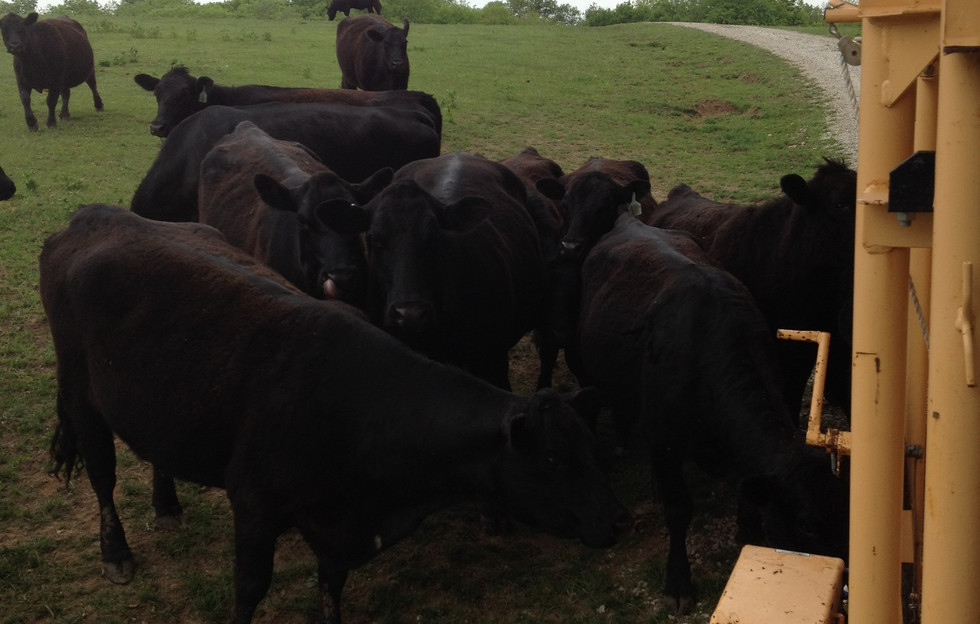 Bovine Services Long Veterinary Clinic