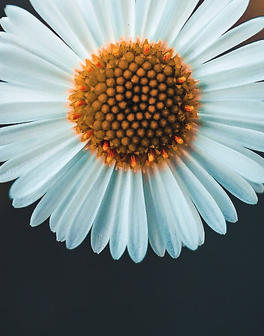white daisy in bloom during daytime_edit