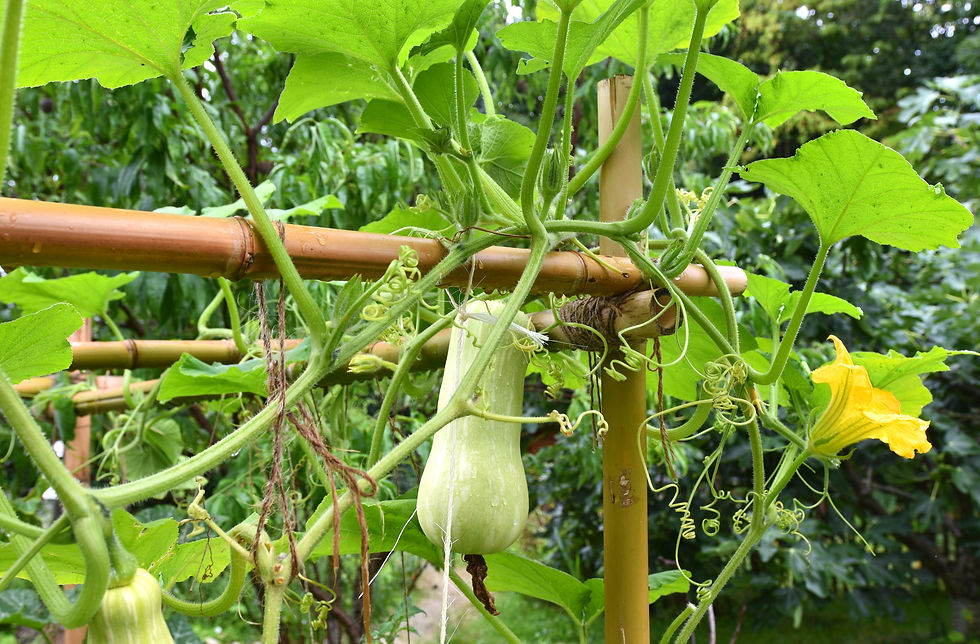 Jardinage collectif