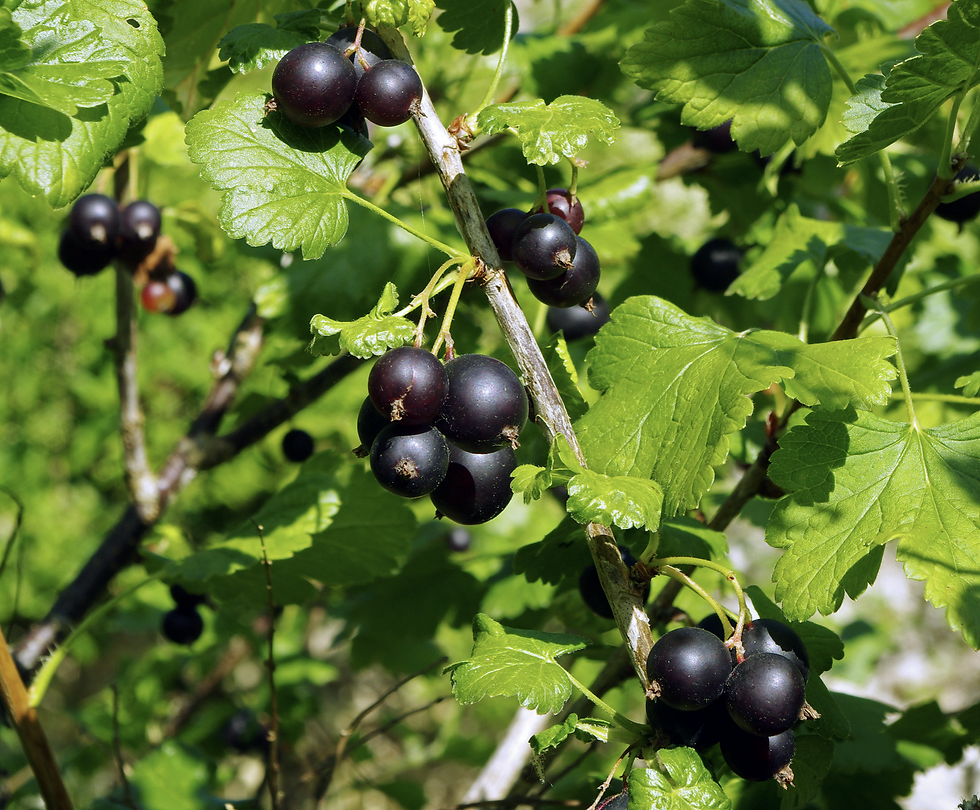 Bonbons & confitures