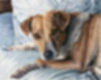 Colored pencil drawing of a dog by Noriko Tanigawa