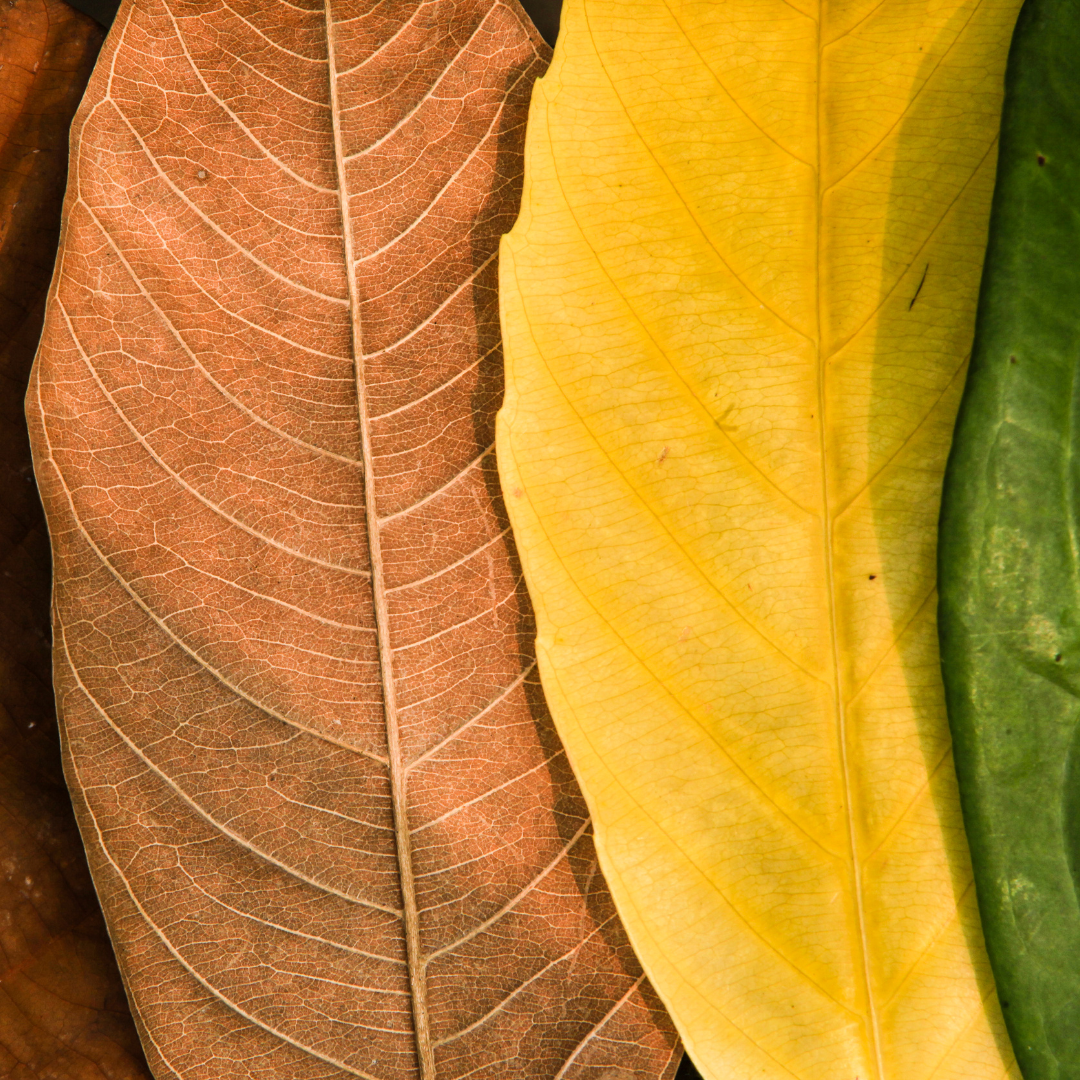 Dining Out & Ordering Guide