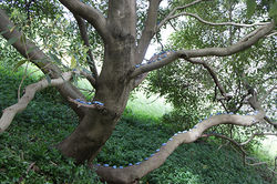 Peradam Projects : Blue rocks