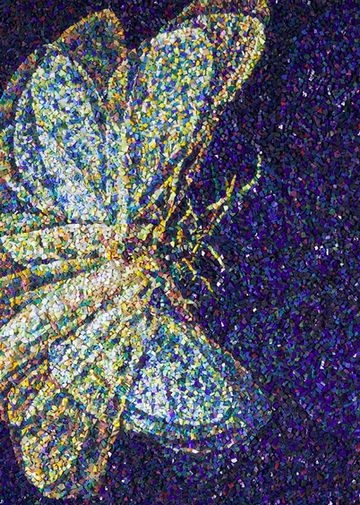 moth, mosaic, mosaic movement