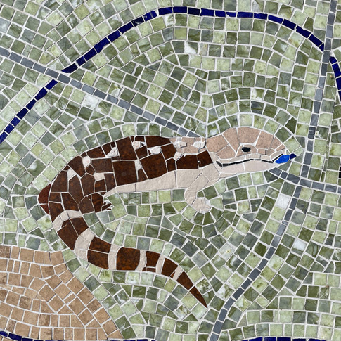 Blue tongue lizard
